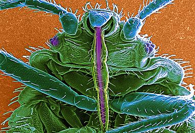 任天堂未来会获得所有动视暴雪游戏 微软承诺为Switch继任者开发《使命召唤》